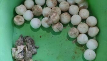 Бэби-черепашки делают побег с пляжа Кох Таллу