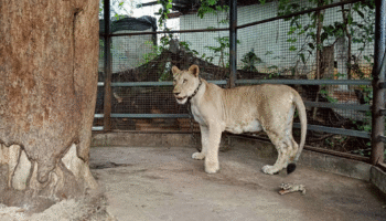 Власти изъяли льва у влиятельного блогера после нападения на мальчика в Канчанабури