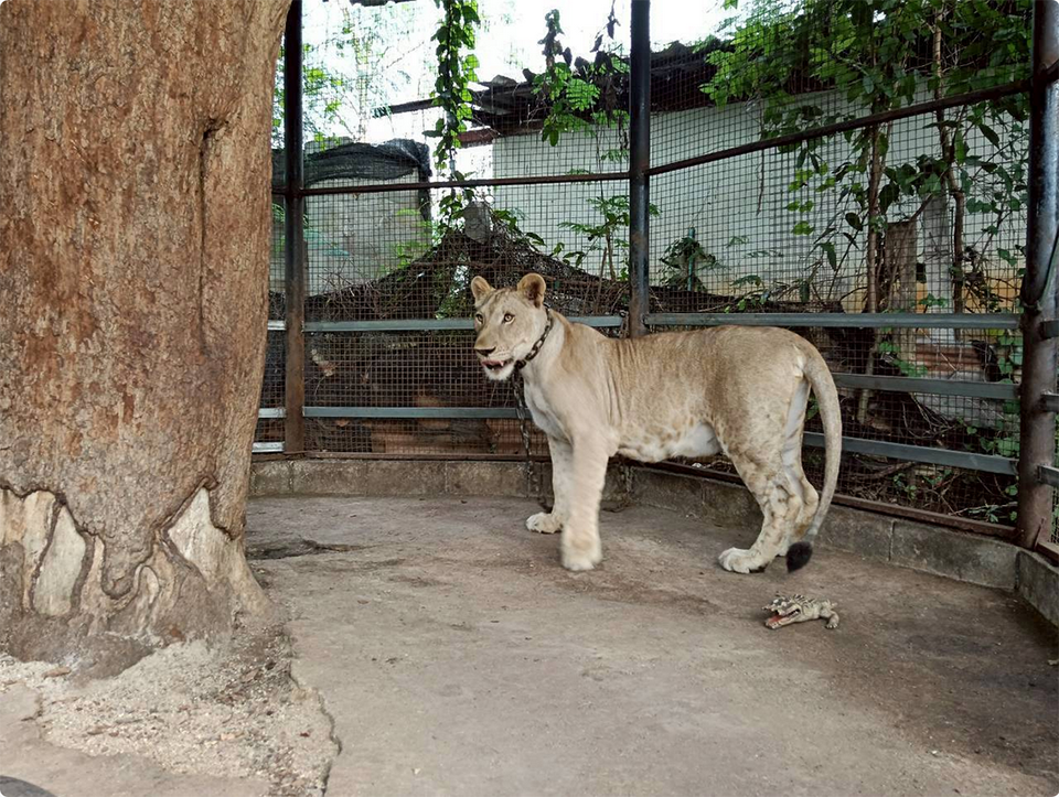 Власти изъяли льва у влиятельного блогера после нападения на мальчика в Канчанабури