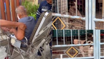 Излюбленная породистая собака укусила 83-летнего мужчину, оставив его в крови в Нонгтабури