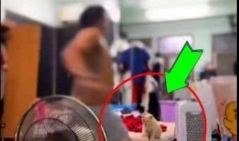 Магазин красоты в Бангкоке уволил работника, который пнул кота на видео.