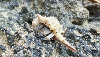 Национальный парк архипелага Ланта среди десяти победителей Таиланда в 2025 году в категории Green Destinations Top 100 Stories