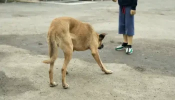 Отец обвиняется в нападении на собаку после того, как она укусила ребенка в Нонгтабури
