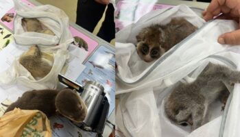 Тайваньца поймали за контрабандой живых животных в аэропорту Бангкока