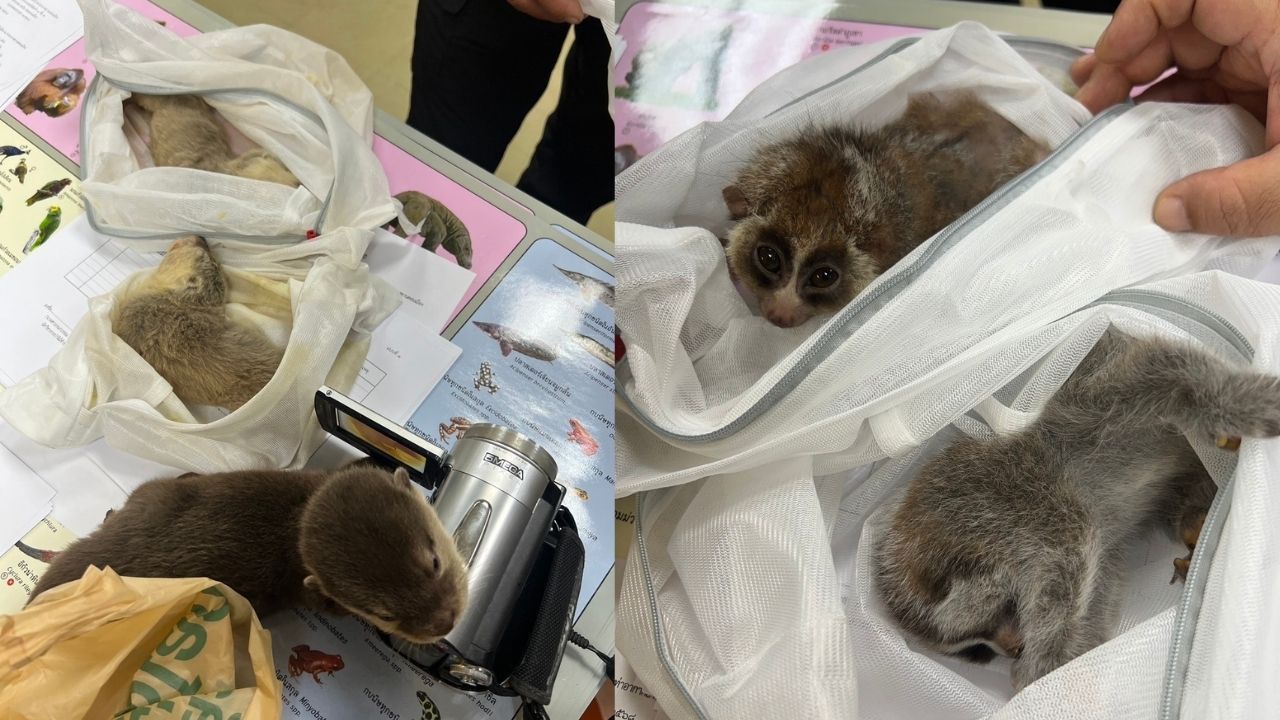 Тайваньца поймали за контрабандой живых животных в аэропорту Бангкока