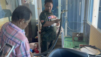 Тайский внук говорит бабушке "Я тебя люблю" в звонке, связанном с смертельным укусом кобры