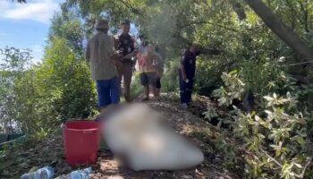 Тайский мужчина умер после укуса муравья во время обрезки деревьев в Самут Пракане