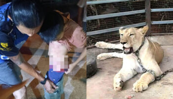 Тайский социальный медиа влиятельный человек: Лев атакует мальчика после побега