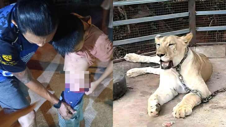 Тайский социальный медиа влиятельный человек: Лев атакует мальчика после побега
