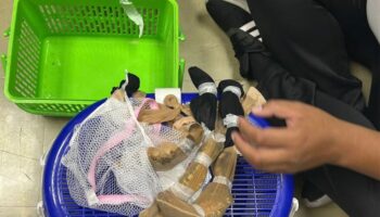 Трое тайваньцев арестованы с 52 редкими животными в аэропорту Дон Муанг