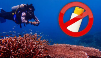 Туристы сталкиваются с штрафом в $3,070 за запрещенные солнцезащитные кремы в морских парках Тайланда