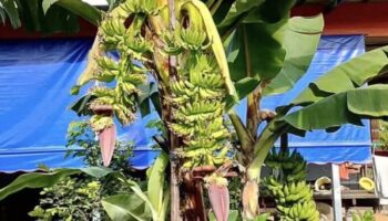 Чудо бананового дерева привлекает надеждящихся на лотерею в Пхетчабуне