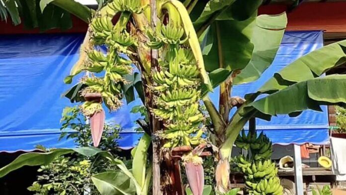Чудо бананового дерева привлекает надеждящихся на лотерею в Пхетчабуне
