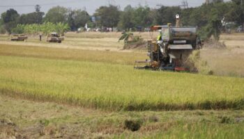 Заказ риса из Китая - это 'своевременная поддержка'