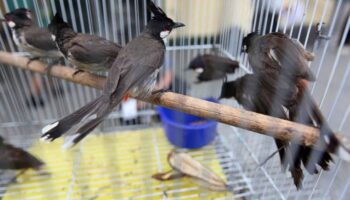 Защищенный булбул может быть исключен из списка.