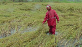 Калмэги сгибает зрелые рисовые поля в Бури Рам