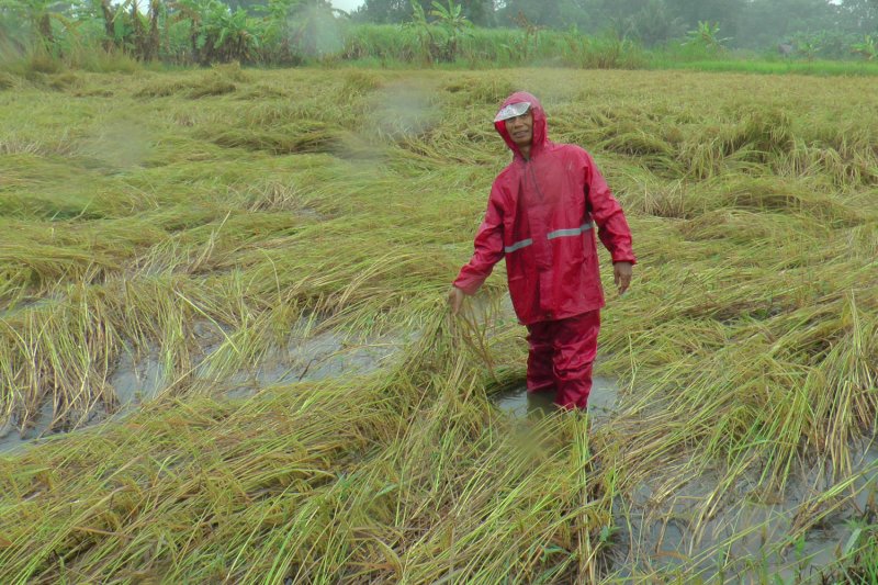 Калмэги сгибает зрелые рисовые поля в Бури Рам
