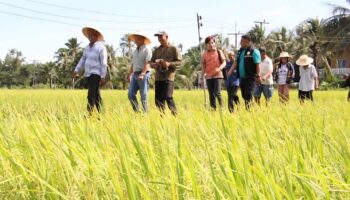 ПМ Анутин возглавит первую встречу по политике в сфере риса на фоне резкого падения мировых цен