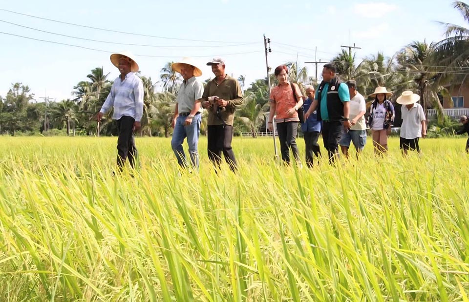 ПМ Анутин возглавит первую встречу по политике в сфере риса на фоне резкого падения мировых цен