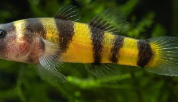 Редкая рыба найдена спустя 94 года