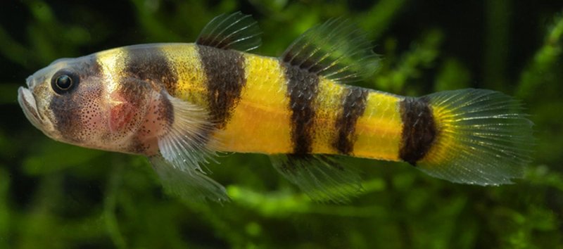 Редкая рыба найдена спустя 94 года