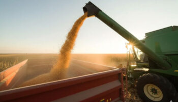 Тайланд увеличивает импорт кукурузы из США по мере роста отрасли и экспорта