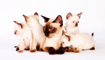 Тайские кошки теперь официально национальные символы