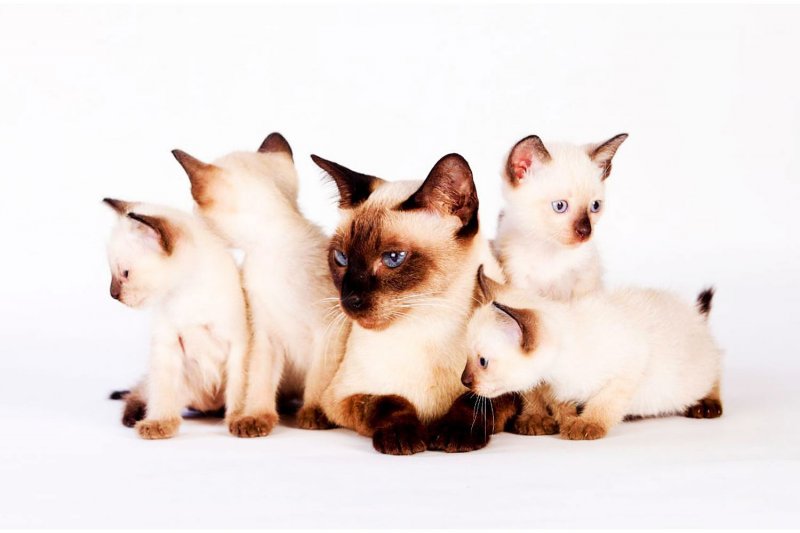 Тайские кошки теперь официально национальные символы