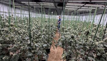 3 вьетнамца пойманы на выращивании марихуаны