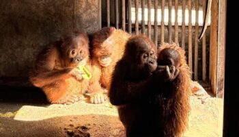 4 Спасённых орангутанов возвращаются домой в Индонезию из Таиланда