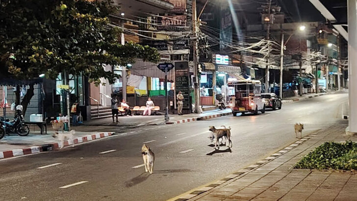 Бангкок собирается запустить планы по управлению 100,000 бездомными собаками в начале 2026 года