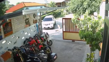 Владелец питомца требует справедливости после того, как сосед задавил и убил ее собаку