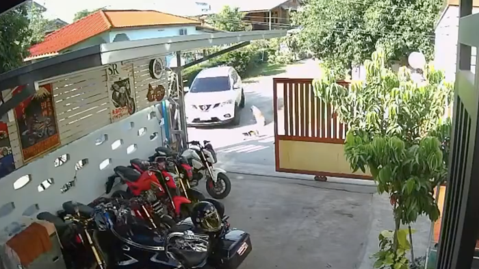 Владелец питомца требует справедливости после того, как сосед задавил и убил ее собаку