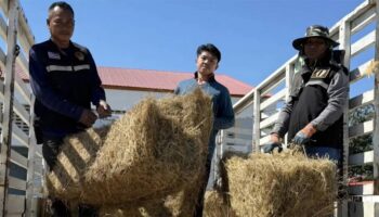 Департамент скотоводства усиливает помощь пограничным фермерам, пострадавшим от столкновений между Таиландом и Камбоджей