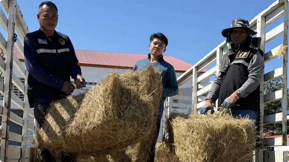 Департамент скотоводства усиливает помощь пограничным фермерам, пострадавшим от столкновений между Таиландом и Камбоджей