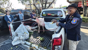Команда спасателей привезла выжившую после наводнения свинью на 1,600 км из Хат Яй в Удон Тхани