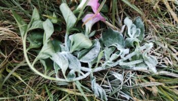 Ледяная корка образуется на Дои Инатхоне, так как холодная погода продолжается