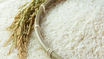 Сертификация ГИ повышает стоимость риса из Таиланда до более чем 8 миллиардов бат в 2025 году