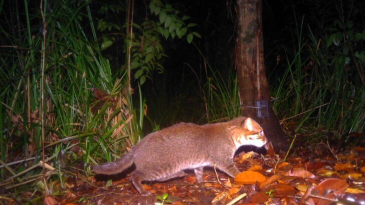Таиланд подтвердил возвращение редкой плоскоголовой кошки после почти 30 лет