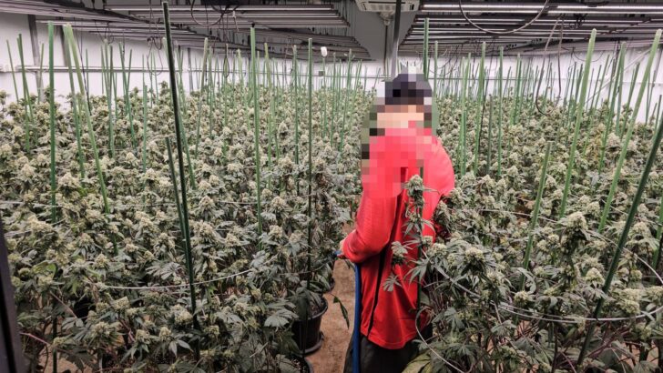 Трое вьетнамцев арестованы в складе Бангкока с 1,600 растениями каннабиса