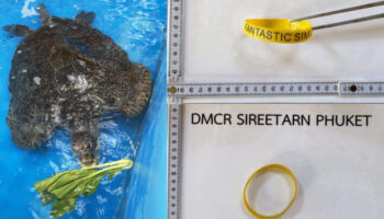 Черепаха Симилан восстанавливается после того, как проглотила браслет, потерянный туристом