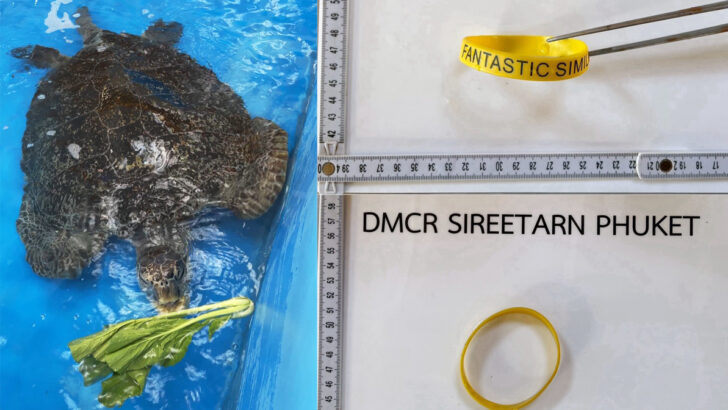 Черепаха Симилан восстанавливается после того, как проглотила браслет, потерянный туристом