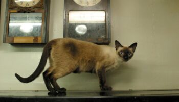 Furr-навсегда друзья