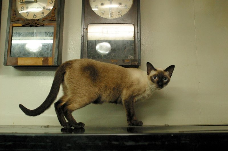 Furr-навсегда друзья