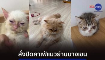 Бангкок приказывает закрыть кафе для котов в Бангкхене после появления видеоподтверждения жестокого обращения с животными