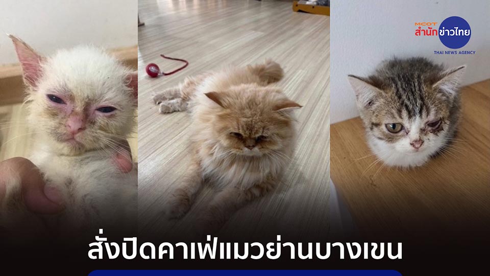 Бангкок приказывает закрыть кафе для котов в Бангкхене после появления видеоподтверждения жестокого обращения с животными