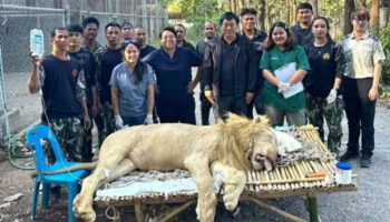 Ветеринарная команда лечит конфискованных белых львов от серьезных расстройств пищеварения в Ратчабури