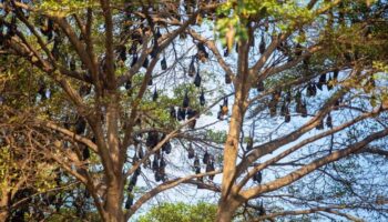 Вирусолог предупреждает о риске вируса Нипах от летучих мышей