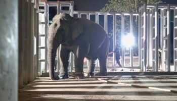 Дикого слона переместили, чтобы снизить конфликт между людьми и слонами