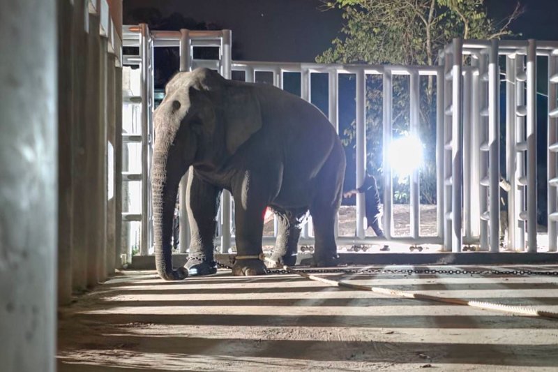 Дикого слона переместили, чтобы снизить конфликт между людьми и слонами